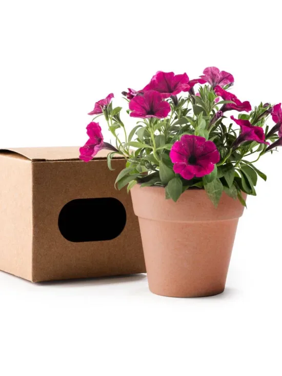 Maceta Biodegradable con Semillas de Petunia Stamina Volen 1000