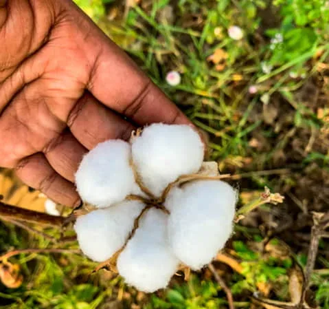 foto ss 1 r jpg webp